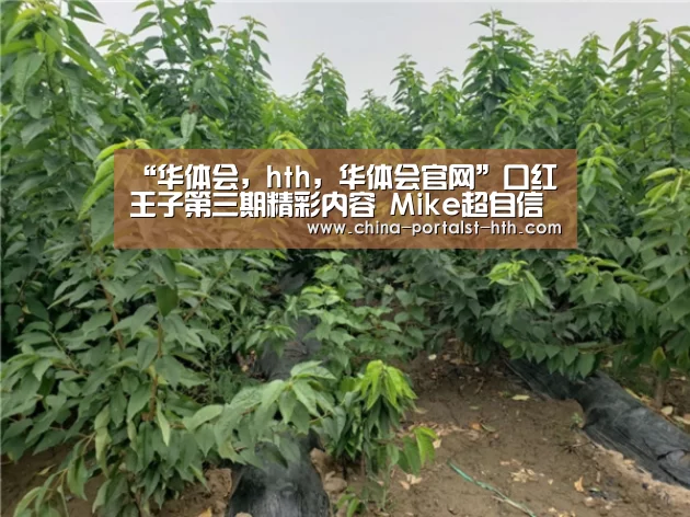 华体会，hth，华体会官网